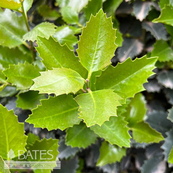 #30 Ilex x Monarch/ Purple Holly