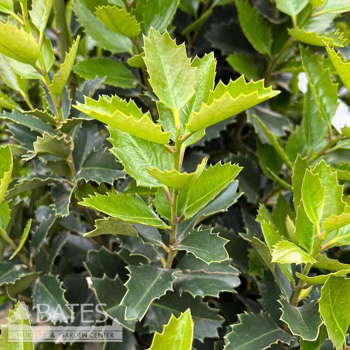 #30 Ilex x Monarch/ Purple Holly