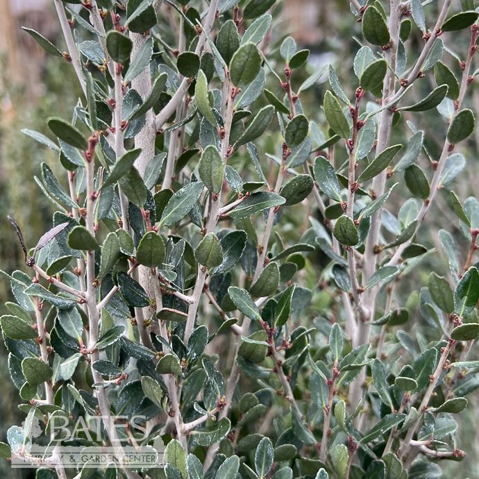 #5 Ilex vom Skyline/ Yaupon Holly Native (R)