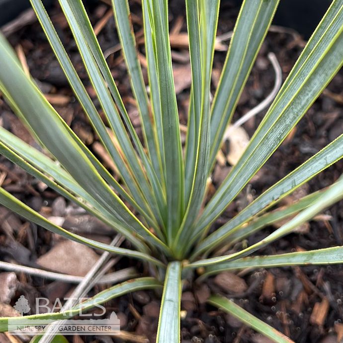 #3 Yucca rostrata Rancho Blue/ Beaked Blue