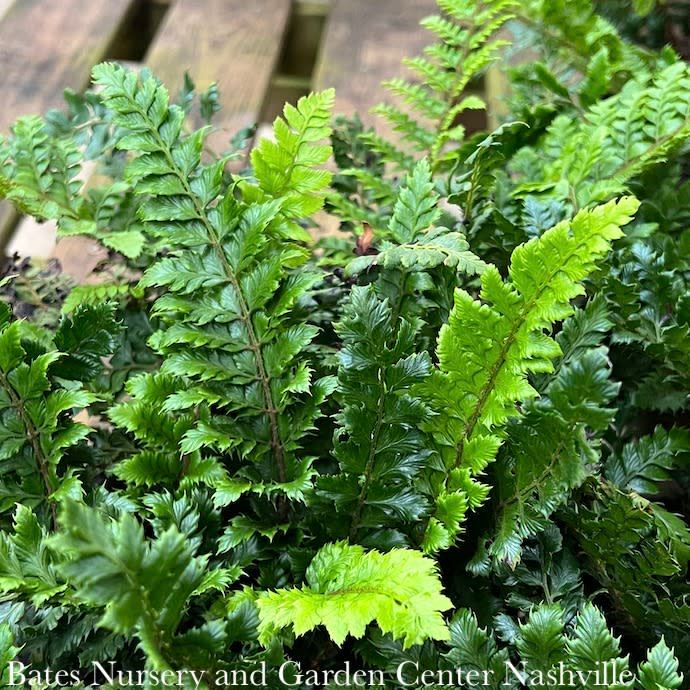 #1 Polystichum polyblepharum/ Japanese Tassel Fern