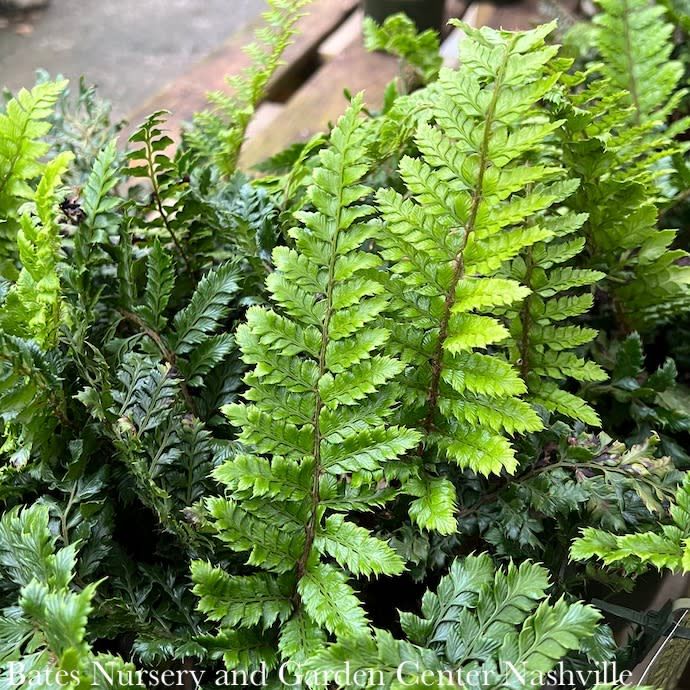 #1 Polystichum polyblepharum/ Japanese Tassel Fern