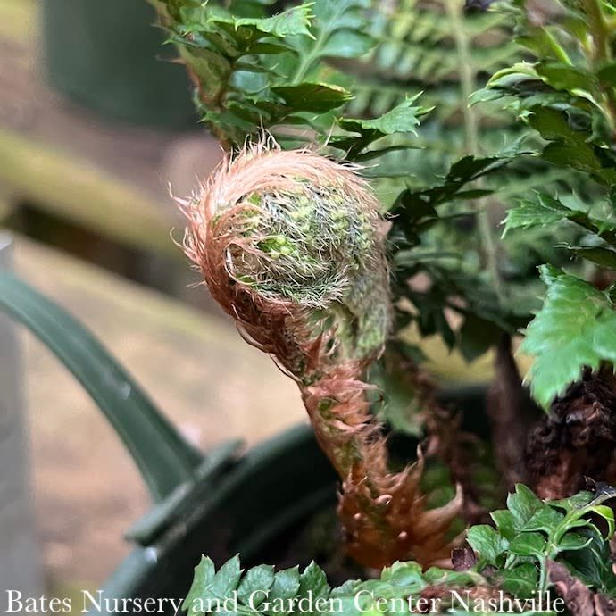 #1 Polystichum polyblepharum/ Japanese Tassel Fern
