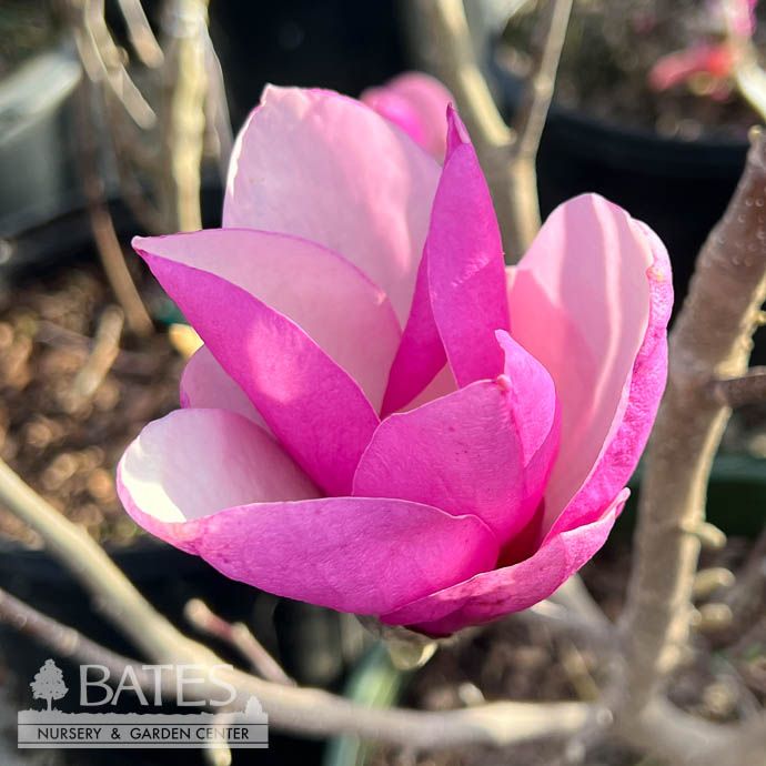 #5 Magnolia x soul Alexander/ Deciduous Purple-pink Saucer