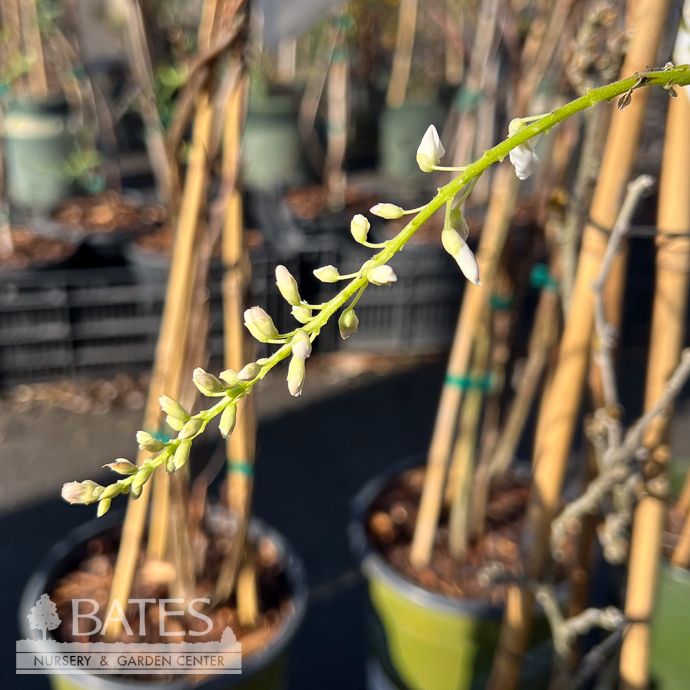 #2 Wisteria floribunda Issai Perfect/ White Japanese