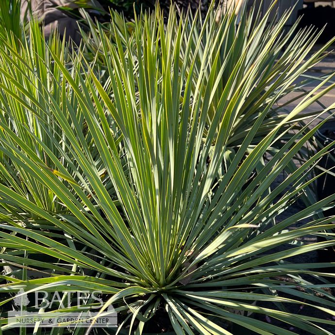 #5 Yucca rostrata/ Beaked