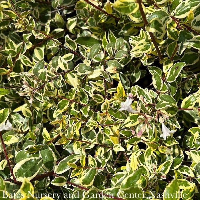 #3 Abelia x grand Miss Lemon/ Variegated