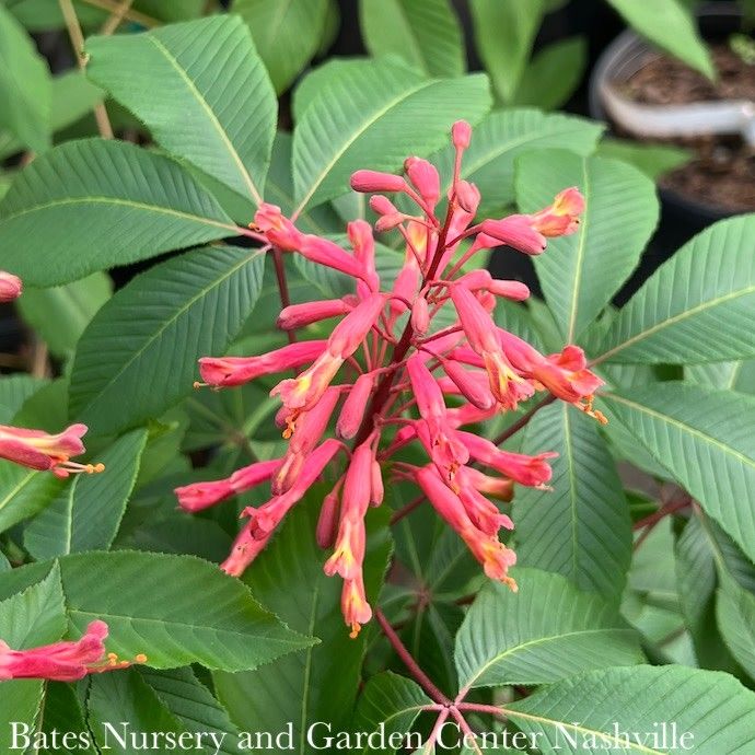 #3 Aesculus pavia/ Red Buckeye Native (TN)