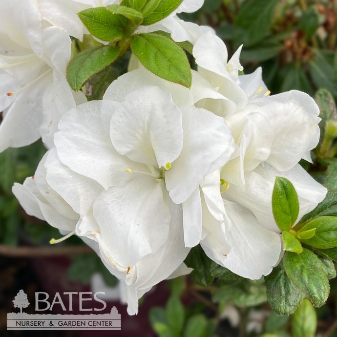 #3 Azalea x Encore Autumn Moonlight/ Repeat White