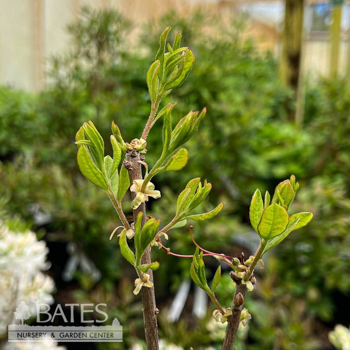 #7 Azalea x My Mary/ Yellow Deciduous