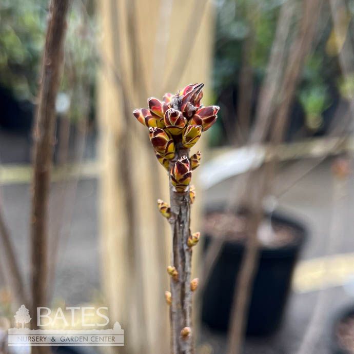 #7 Azalea visc Summer Eyelet/ White Deciduous Compact Native (TN)