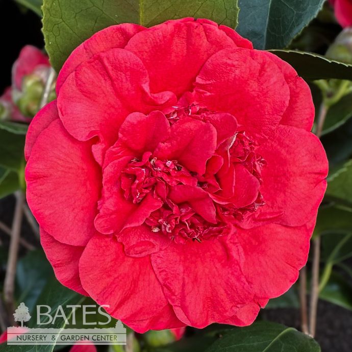 #7 Camellia japonica April Tryst/ Red - No Warranty