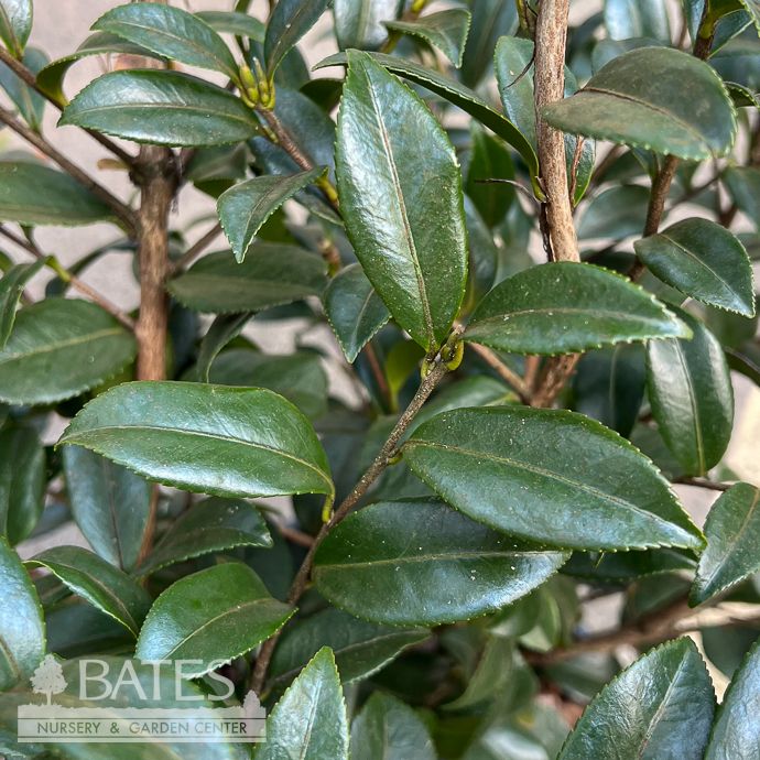 #3 Camellia x  Winter's Star Lavender Pink/ Single - No Warranty