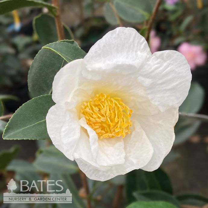 #7 Camellia x Northern Exposure/ White Single - No Warranty