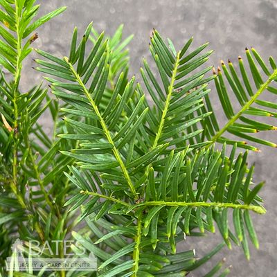 パルナシウス・エバースマニ・トル（オス、アラスカ産） 3 Cephalotaxus harr Scott Wallace/ Japanese Plum Yew