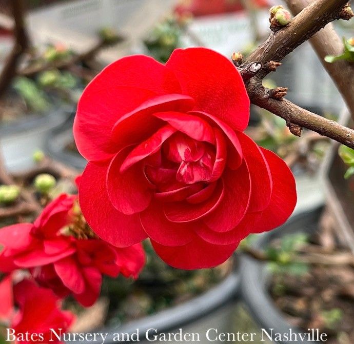 #3 Chaenomeles speciosa PW Double Take Eternal 'Scarlet'/ Flowering Quince