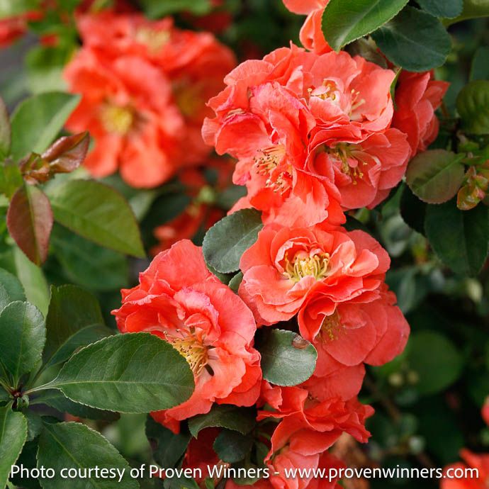#3 Chaenomeles speciosa PW Double Take Eternal 'Peach'/ Flowering Quince