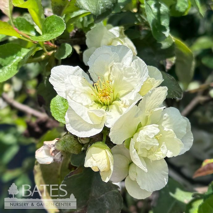#3 Chaenomeles speciosa PW Double Take Eternal White / Flowering Quince