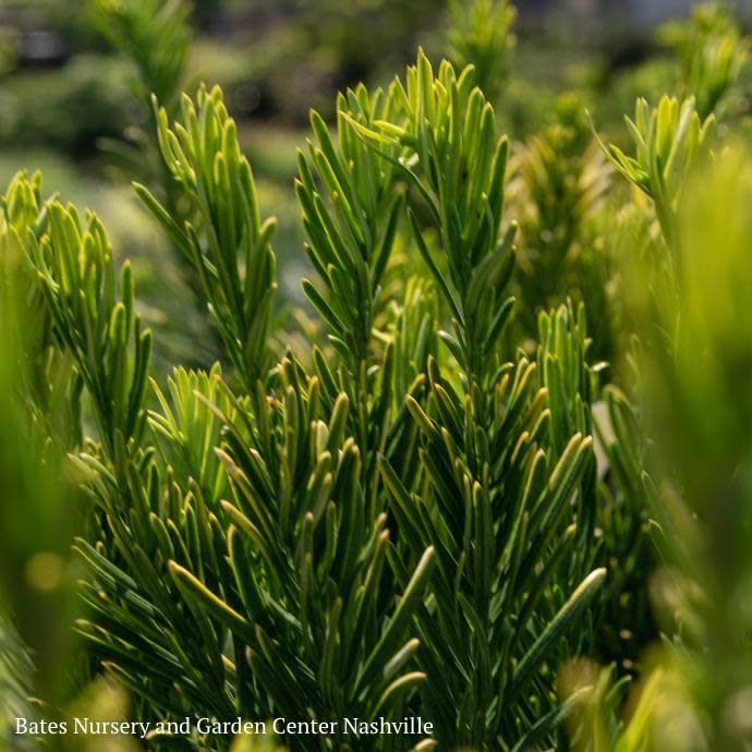 #3 Cephalotaxus harr Fritz Huber/ Japanese Plum Yew