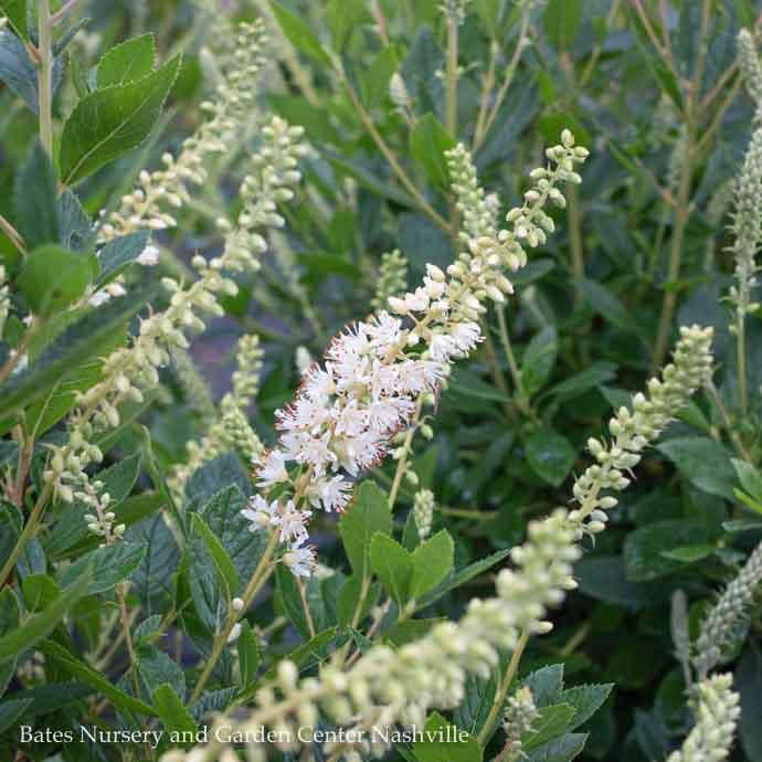 #3 Clethra alnifolia Sixteen Candles/ Summersweet Native (TN)