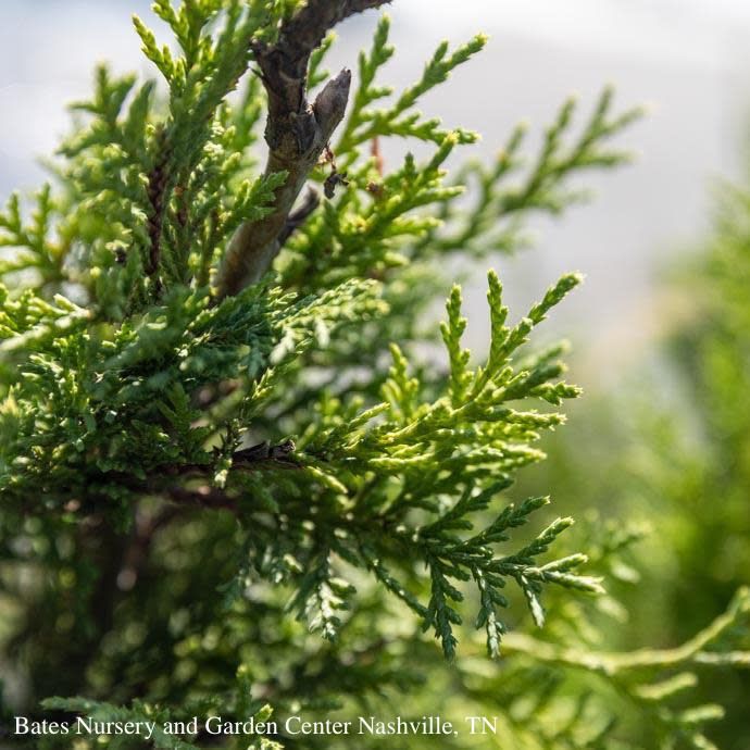 #15 Cupressocyparis x ley Murray/ Leyland Cypress