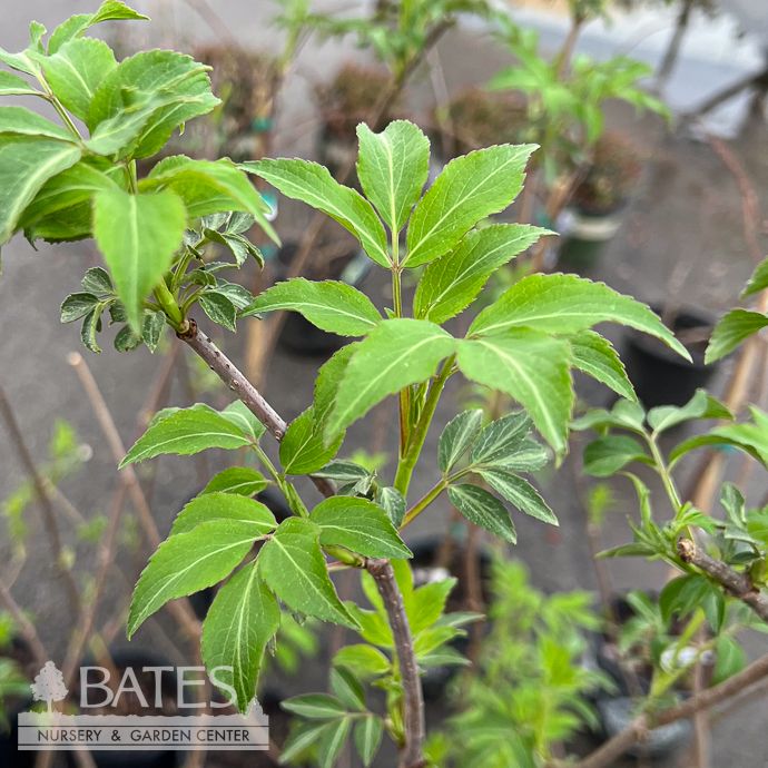Edible #1 Sambucus can Bob Gordon/ American Elderberry Native (TN)