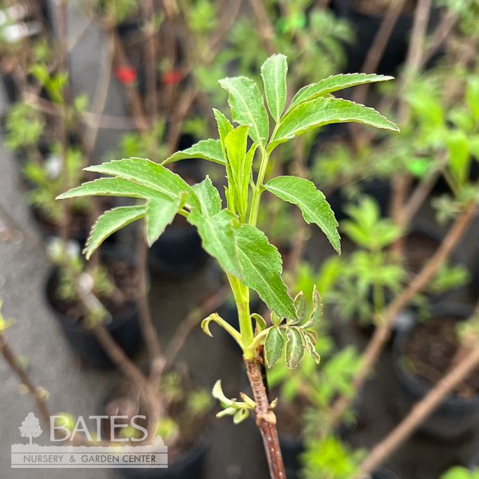 Edible #1 Sambucus can Ranch/ American Elderberry Native (TN)