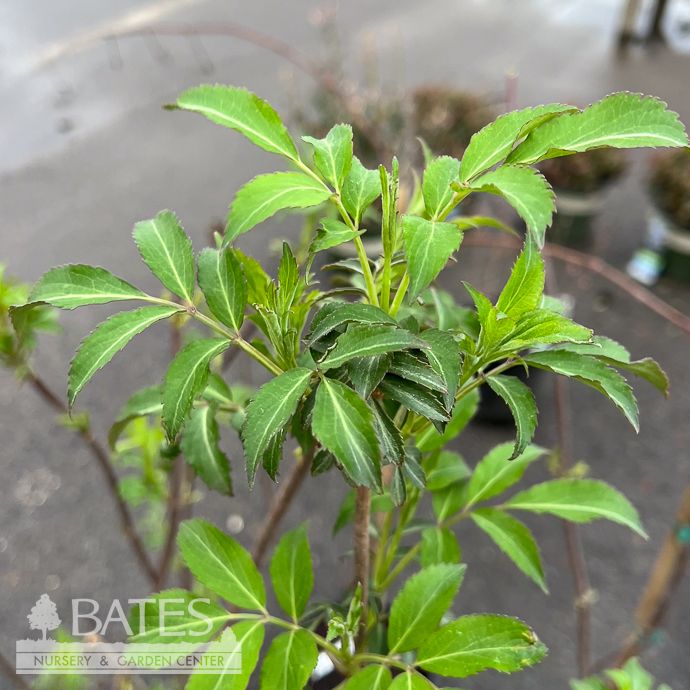 Edible #1 Sambucus can Wyldewood/ American Elderberry Native (TN)