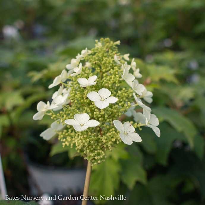 #3 Hydrangea quer Pee Wee/ Dwarf Oakleaf Native (TN)