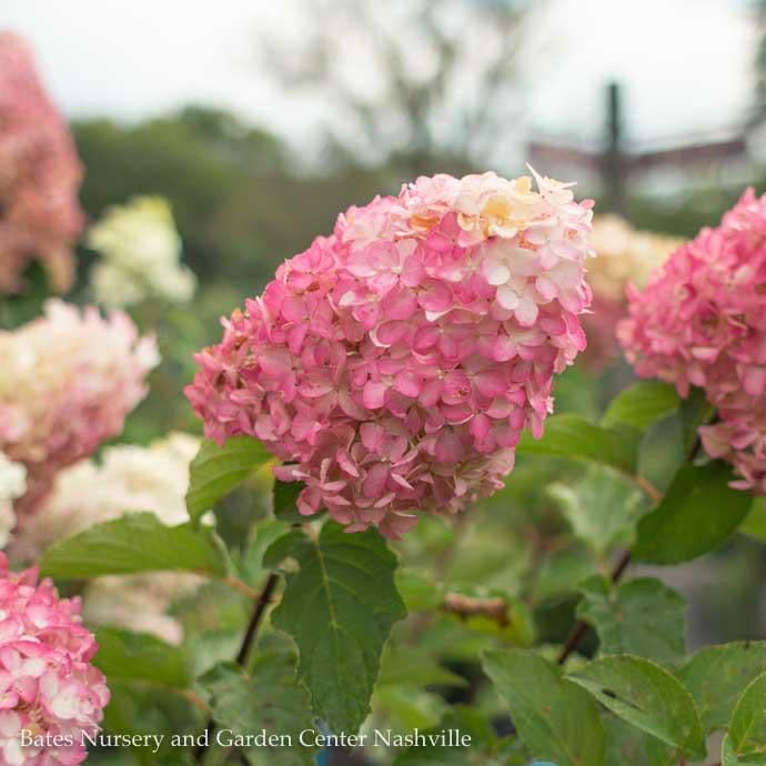 #3 Hydrangea pan FE Berry White/ Panicle White to Rosy-red