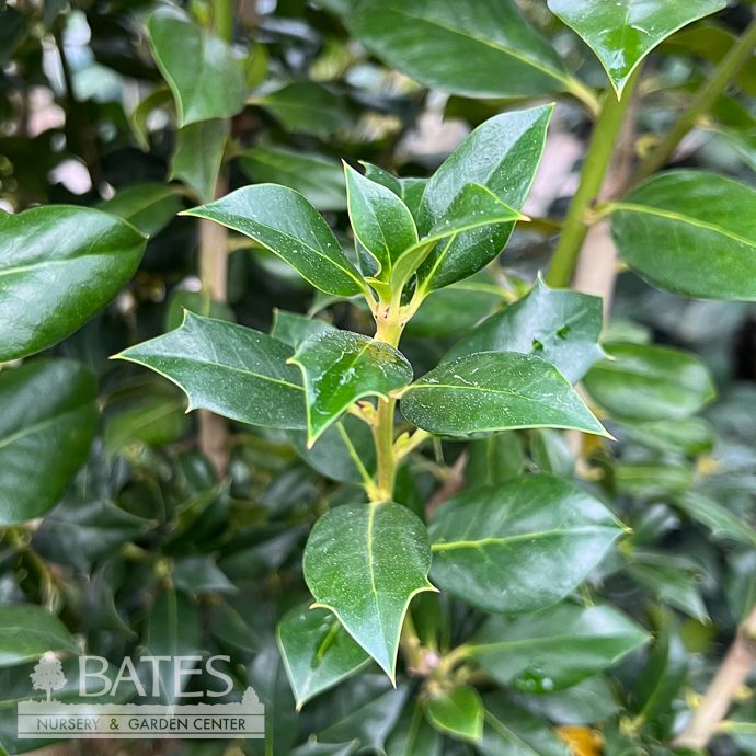 #15 Ilex x SL Nelliet/ Compact Upright Holly