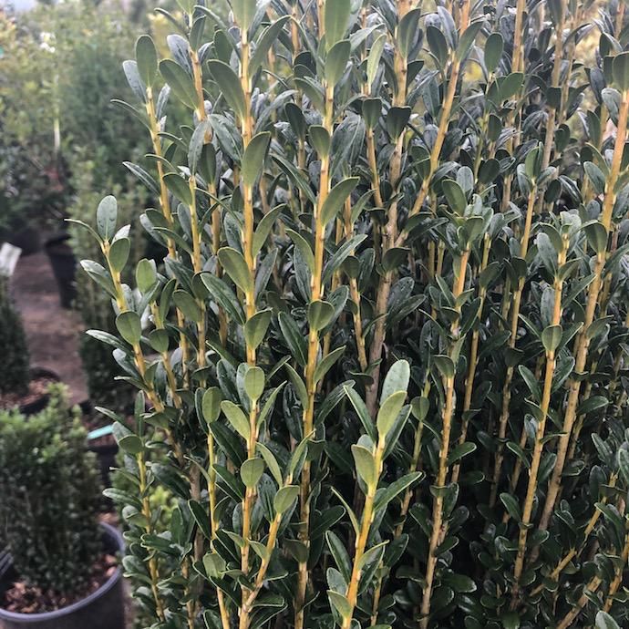 #7 Ilex cren Sky Pencil/ Columnar Japanese Holly (female)