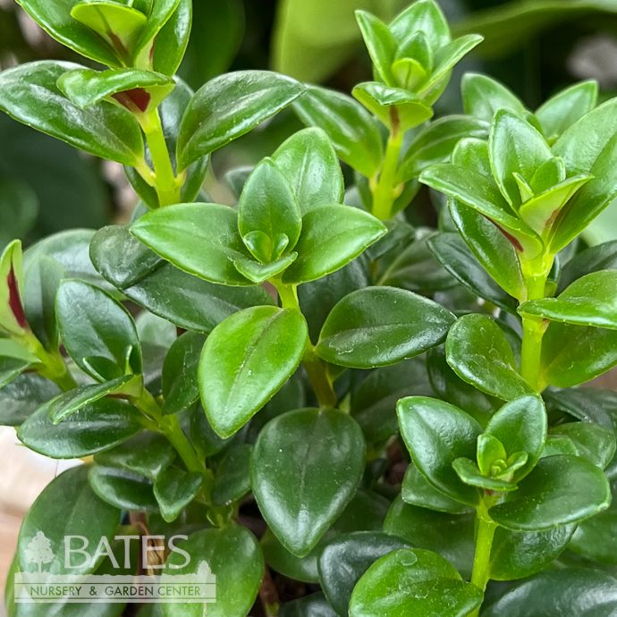 4p! Columnea /Tropicana Goldfish Plant /Tropical