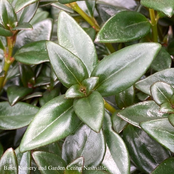 4p! Columnea /BLACK Goldfish Plant /Tropical