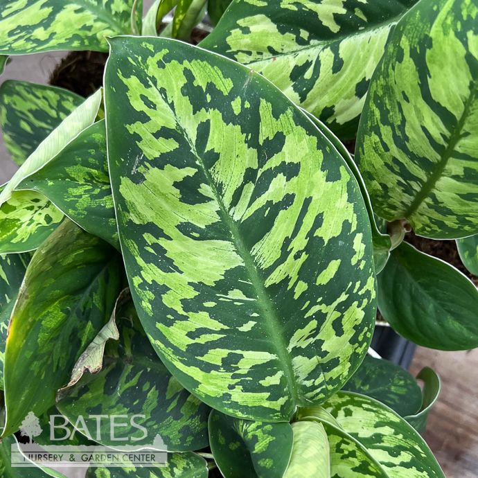 4p! Homalomena Camouflage /Tropical