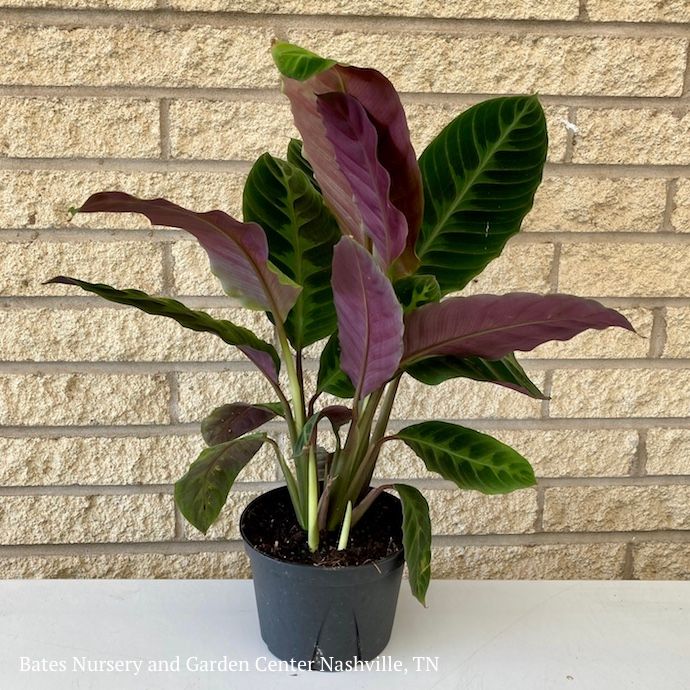 6p! Calathea Warcewiczii /Tropical