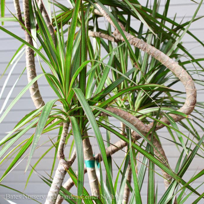 12p! Dracaena Marginata Candelabra /Tropical