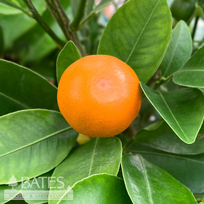 10p!/#3 Citrus Orange Calamondin BUSH /Tropical - No Warranty