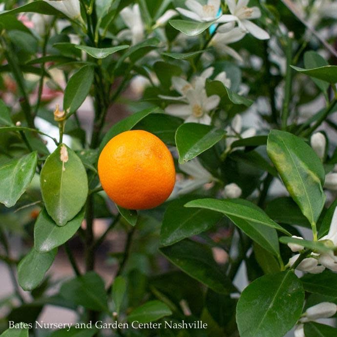 10p!/#3 Citrus Orange Calamondin BUSH /Tropical - No Warranty