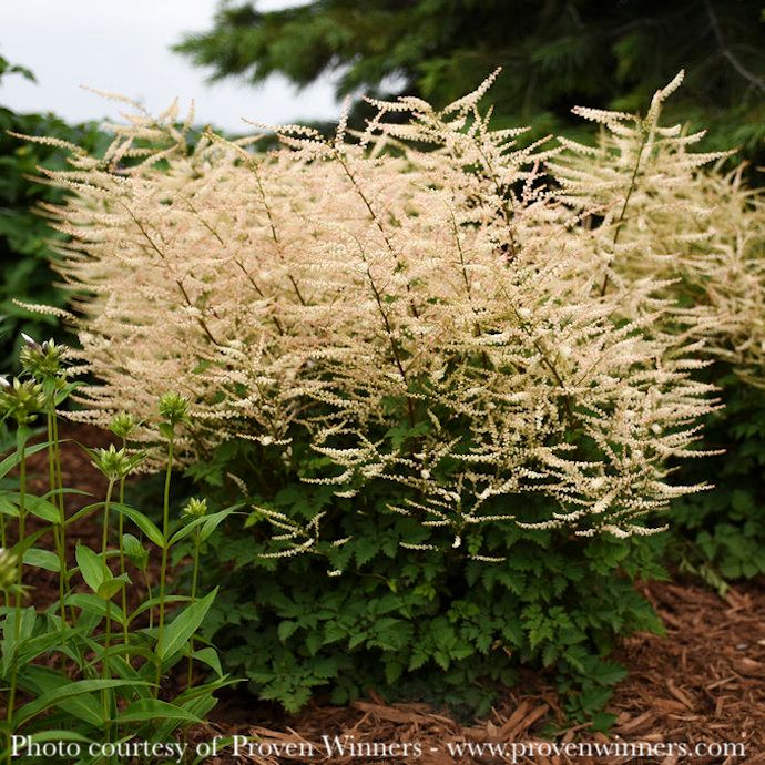 #1 Aruncus x PW Chantilly Lace/ Goats Beard