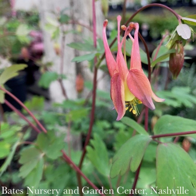 #1 Aquilegia canadensis/ Red Wild Columbine Native (TN)