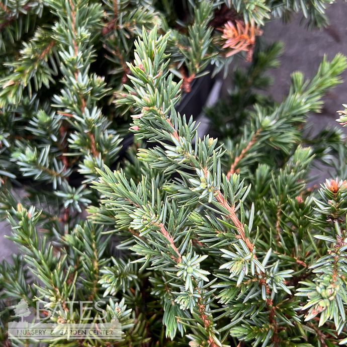 #3 Juniperus con Blue Lagoon/ Shore Juniper