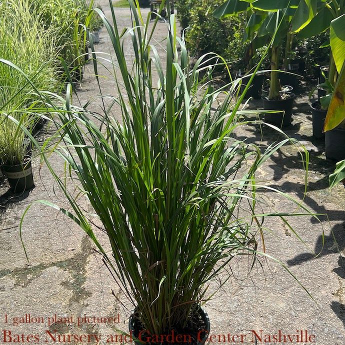 #1 Grass Calamagrostis brachytricha/Korean Feather Reed