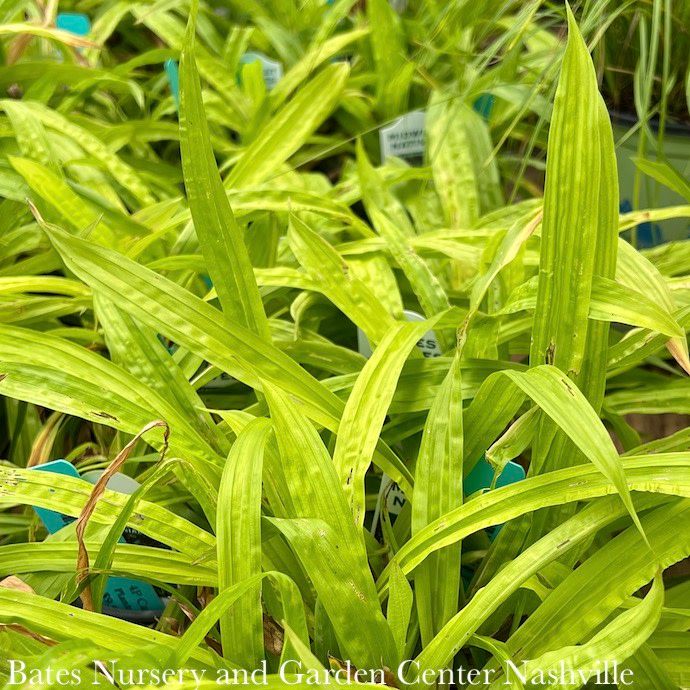 #1 Grass Carex plantaginea/ Plantain-leaved Wood Sedge Native (TN)