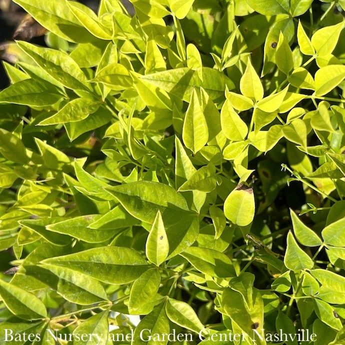 #1 Nandina dom FE Cool Glow 'Lime'/ Heavenly Bamboo