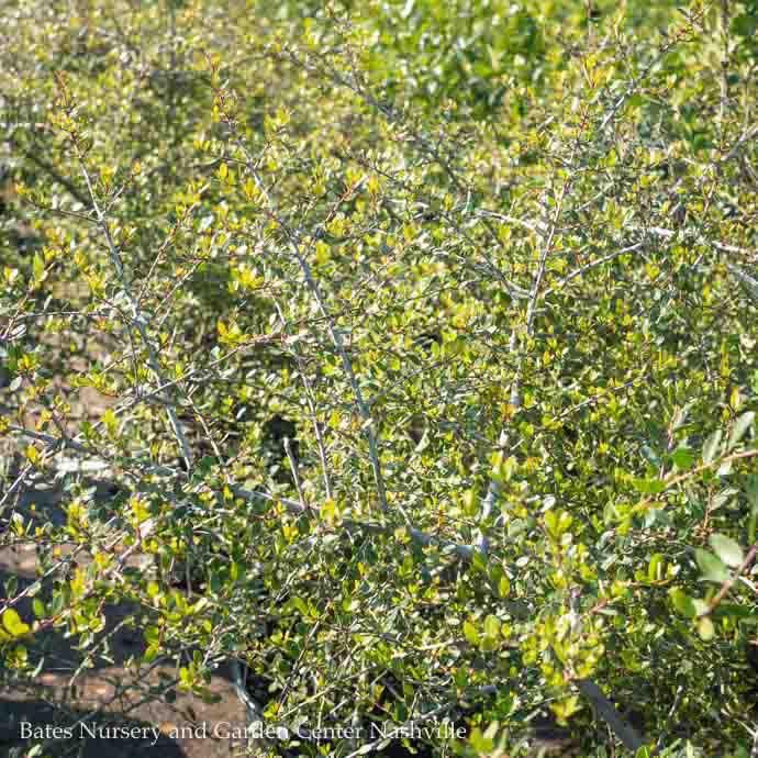 #15 Ilex vom Pendula/ Weeping Yaupon Holly (female) Native (R)