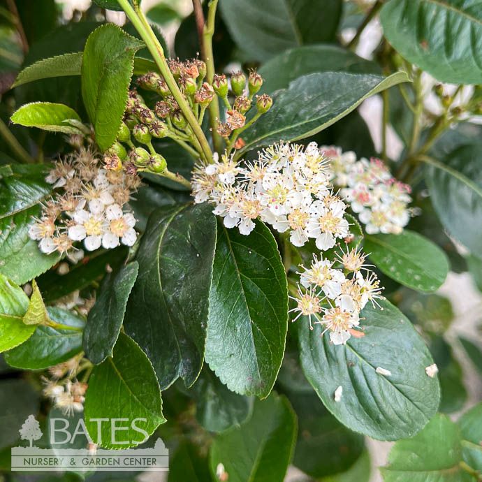#3 Aronia melano Viking/ Black Chokeberry Native (TN)