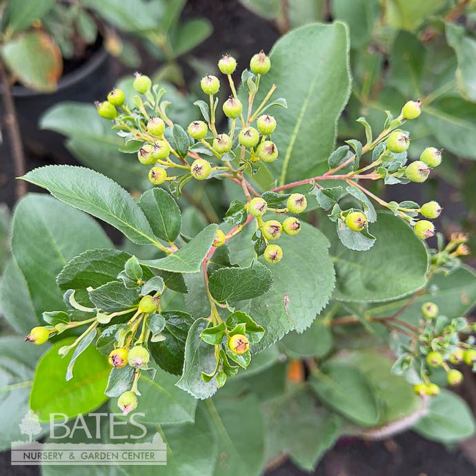 #3 Aronia melano Viking/ Black Chokeberry Native (TN)