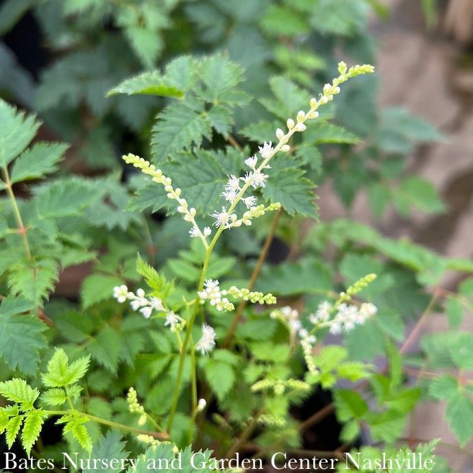 #1 Aruncus x Misty Lace/ Goats Beard