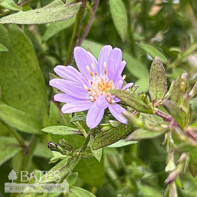 #1 Symphyotrichum cord Avondale/ Blue Wood Aster Native (TN)